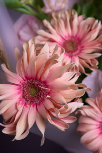 Букет " Первый звонок" с герберами арт 15268Дв